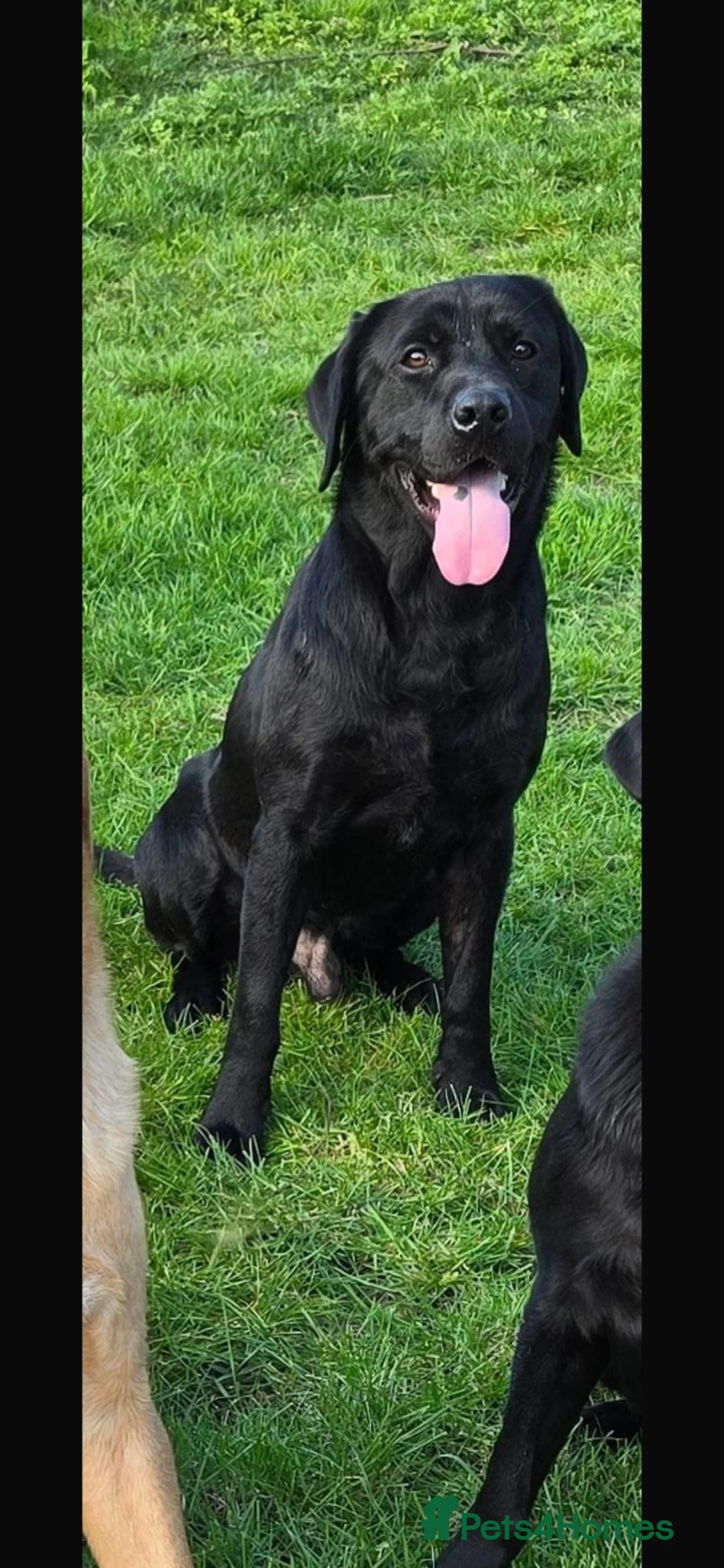 Labrador Retriever dogs for sale: Labrador puppies in Sittingbourne - Advert 16