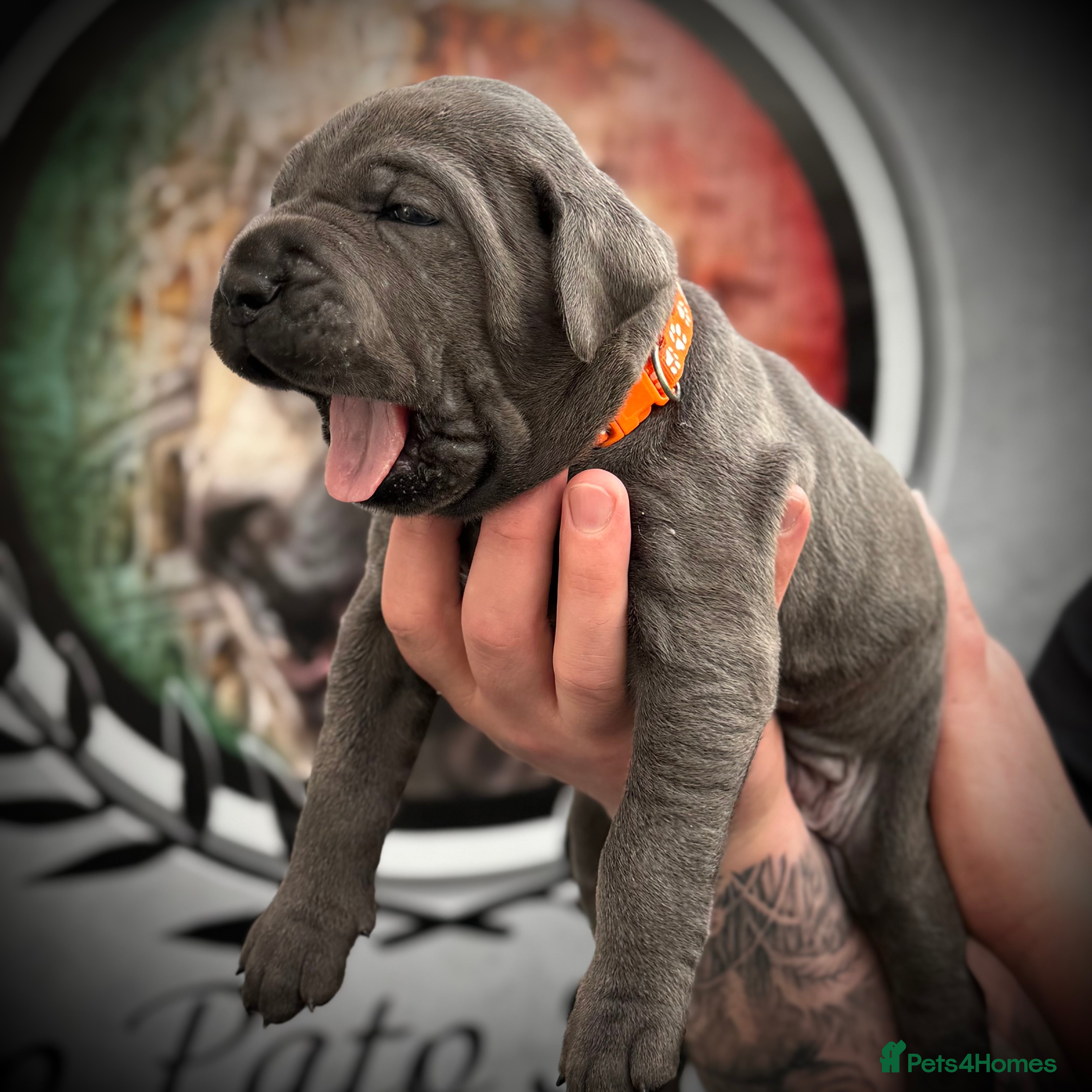 Cane Corso dogs 🐾 PatoSquad Cane Corso – Premium Litter 🐾 - Advert 2