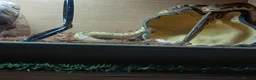 Python Snake reptiles for sale: Royal jackson python - Advert 5