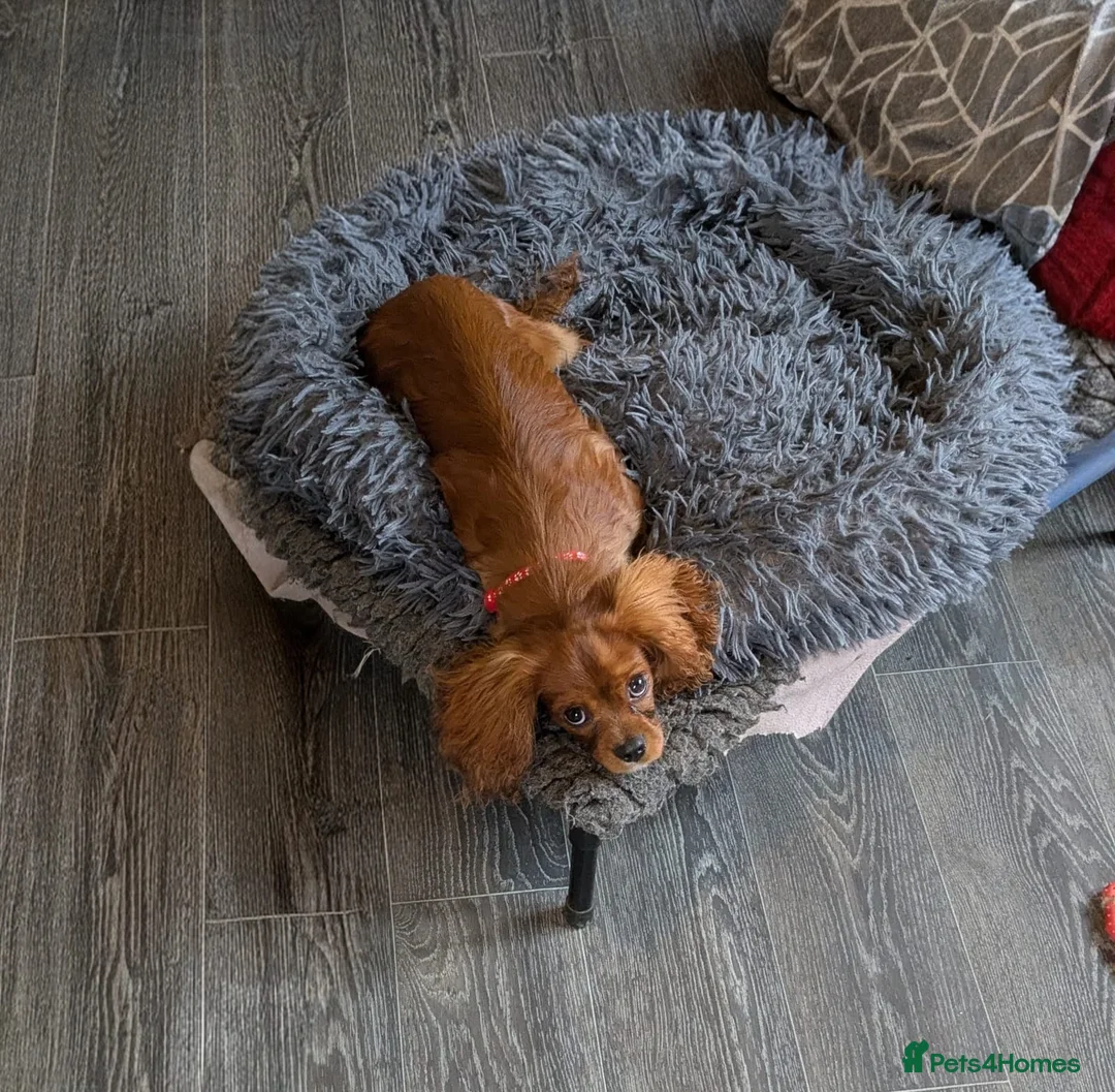 Cavalier King Charles Spaniel dogs for sale: Ruby boy available - fully vaccinated - Advert 2