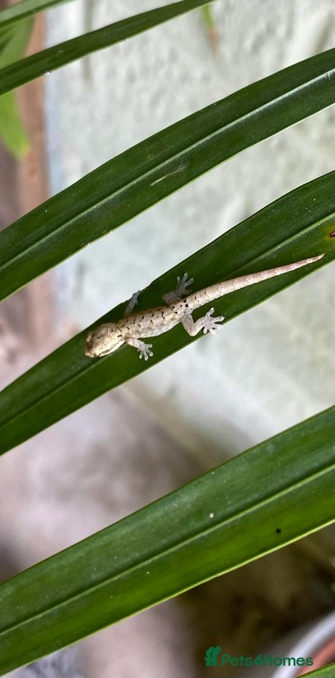 Gecko reptiles for sale: 6 x Mourning Geckos  - Advert 1