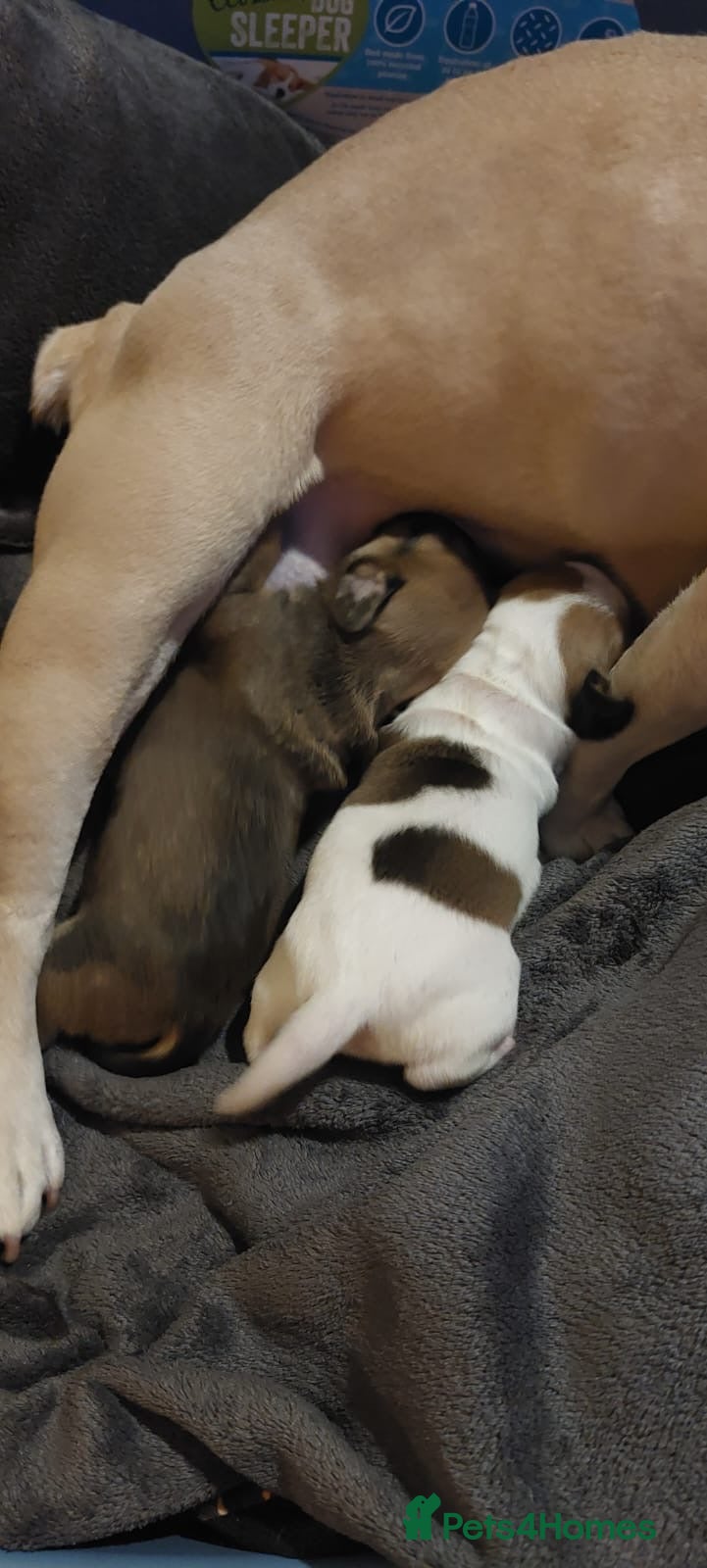 Mixed Breed dogs French bulldogs/cocker spaniel pups  - Advert 14