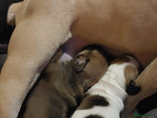 Mixed Breed dogs French bulldogs/cocker spaniel pups - Advert 1