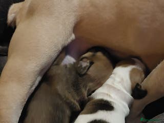 Mixed Breed dogs French bulldogs/cocker spaniel pups - Advert 13