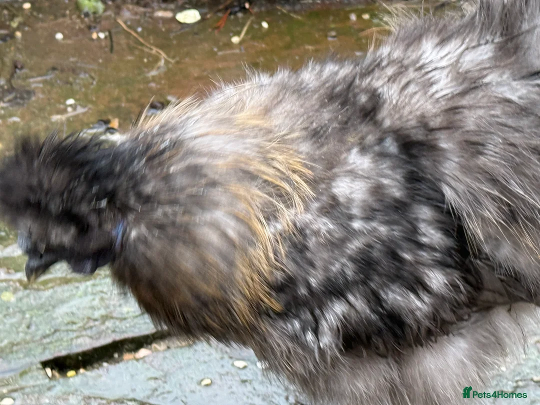 Chickens poultry for sale: 2 x silkie lavender cockerel - -Free - Advert 9