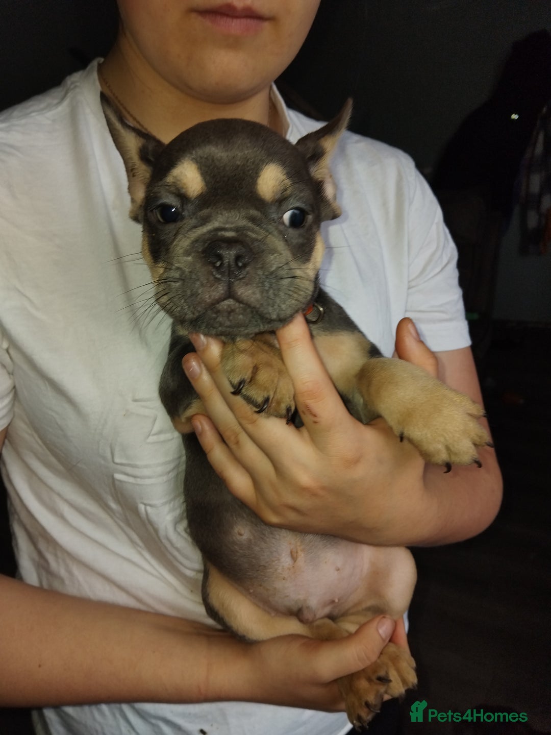 French Bulldog dogs for sale: Beautiful chunky Frenchies - Image 30