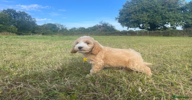 Cockapoo dogs - Advert 8