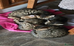 Mixed Breed cats for sale: Tabby x Bengal Kittens 🐾 - Image 2