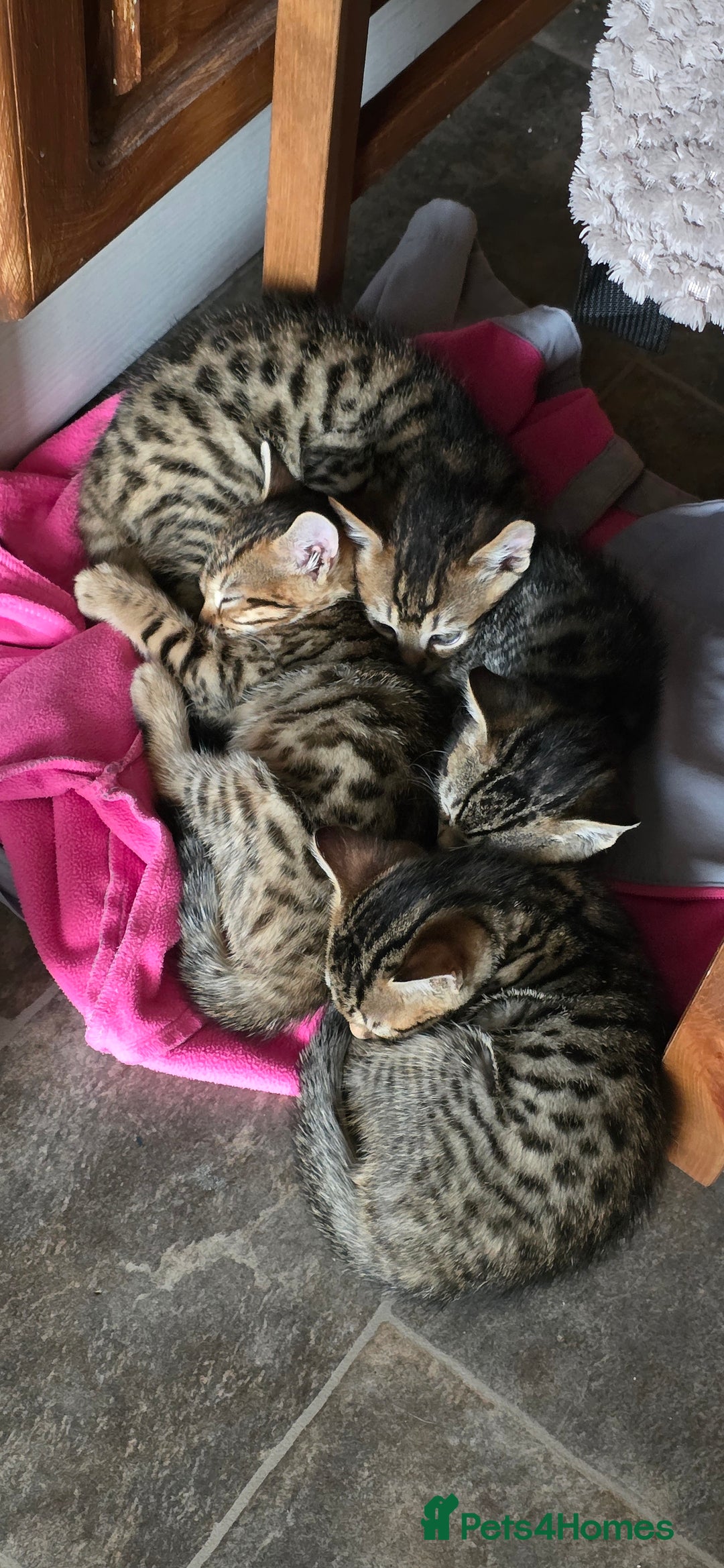 Mixed Breed cats for sale: Tabby x Bengal Kittens 🐾 - Image 2