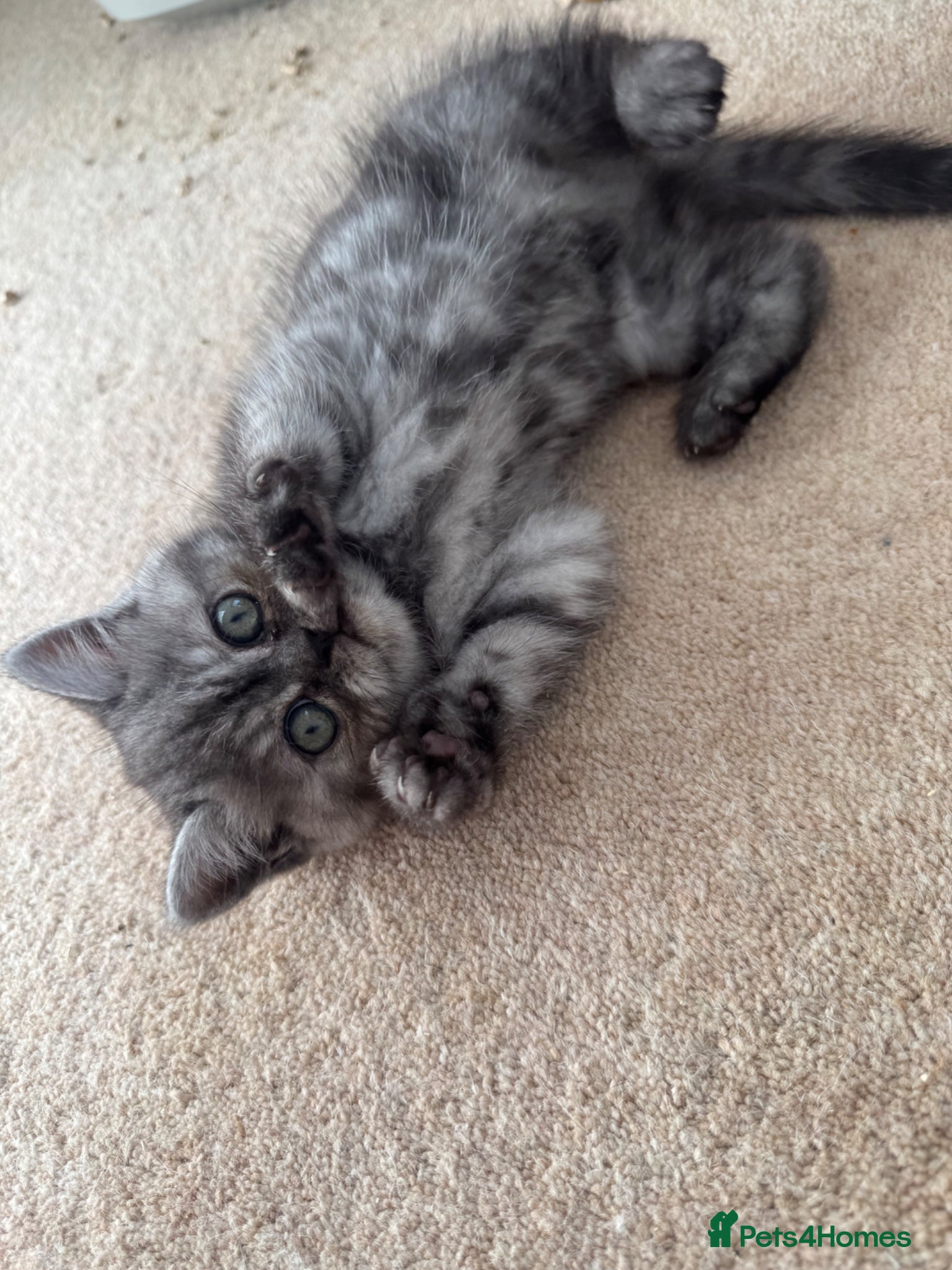 Exotic cats Exotic kittens  - Advert 1