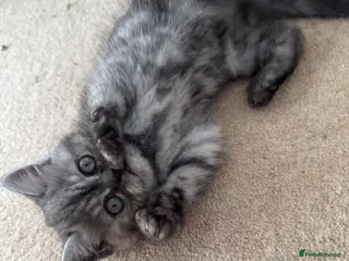 Exotic cats Exotic kittens - Advert 17