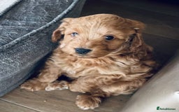 Mixed Breed dogs for sale: Out standing Labradoodle from a loving home  - Image 7