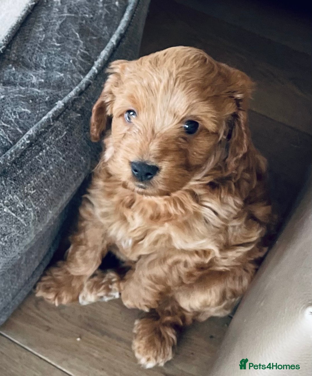 Mixed Breed dogs for sale: Out standing Labradoodle from a loving home  - Image 7
