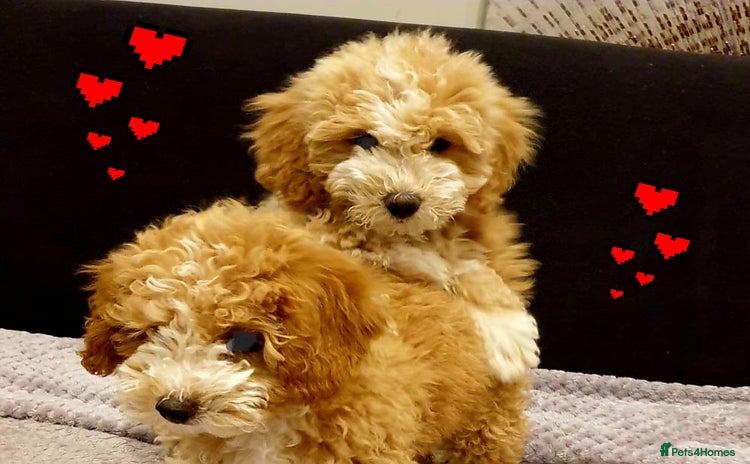 Maltipoo dogs - Advert 5