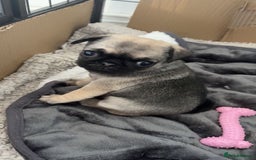 Pug dogs for sale: Pug puppies x3 girls left  - Advert 4