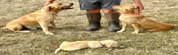 Labrador Retriever dogs for sale: RKC REG’D FOX RED, GOLDEN YELLOW CHUNKY LAB PUPS - Advert 11