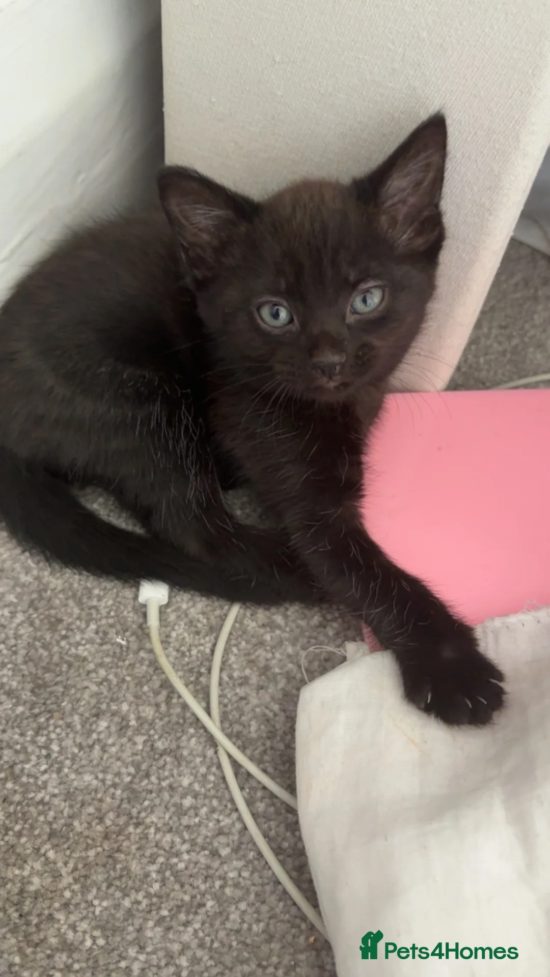 Mixed Breed cats for sale: black kittens  - Advert 2