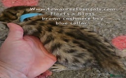 Bengal cats for sale: Rare cashmere tica registered bengals  - Image 3