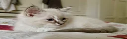 Ragdoll cats for sale: 💜 Stunning Lilac Ragdoll Kitten Boy - Advert 3