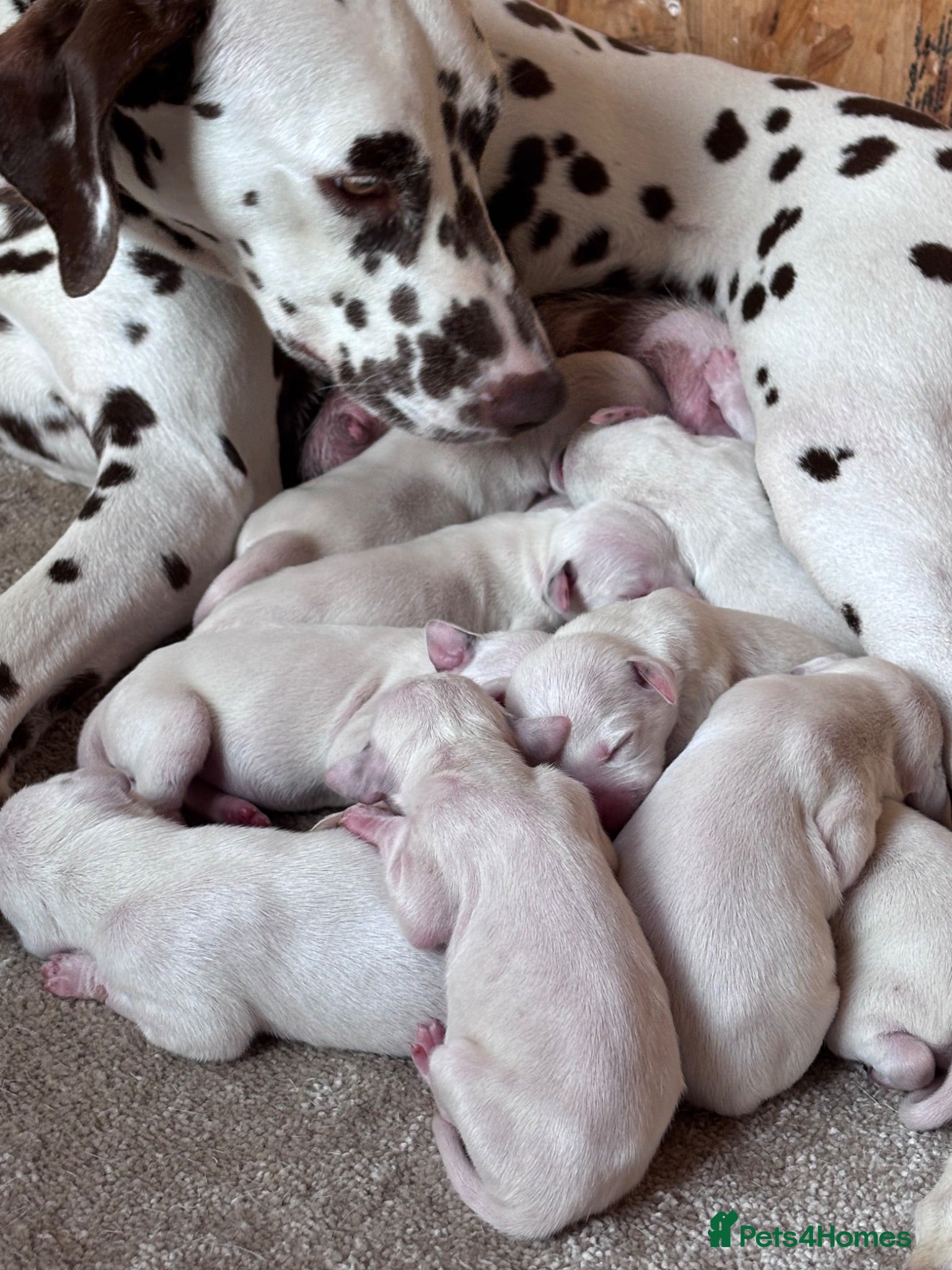 Dalmatian dogs 😍Gorgeous KC Registered Liver spotted Dalmatians. - Advert 3