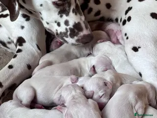 Dalmatian dogs 😍Gorgeous KC Registered Liver spotted Dalmatians. - Advert 3