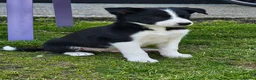 Border Collie dogs for sale: 🐾 Adorable Blue Merle Border Collie Puppies 🐾 - Advert 11