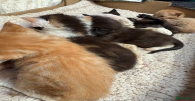Devon Rex cats - Advert 4