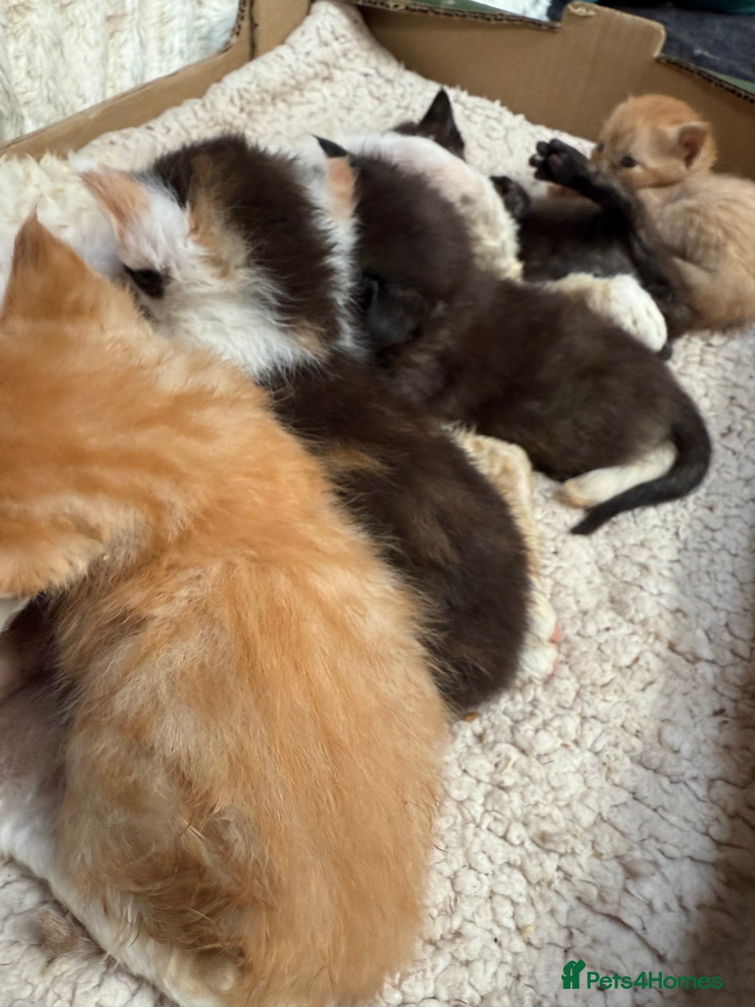 Devon Rex cats for sale: Adorable first generation permitted outcross - Image 2
