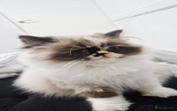 Persian cats for sale: Pure persian - Image 3