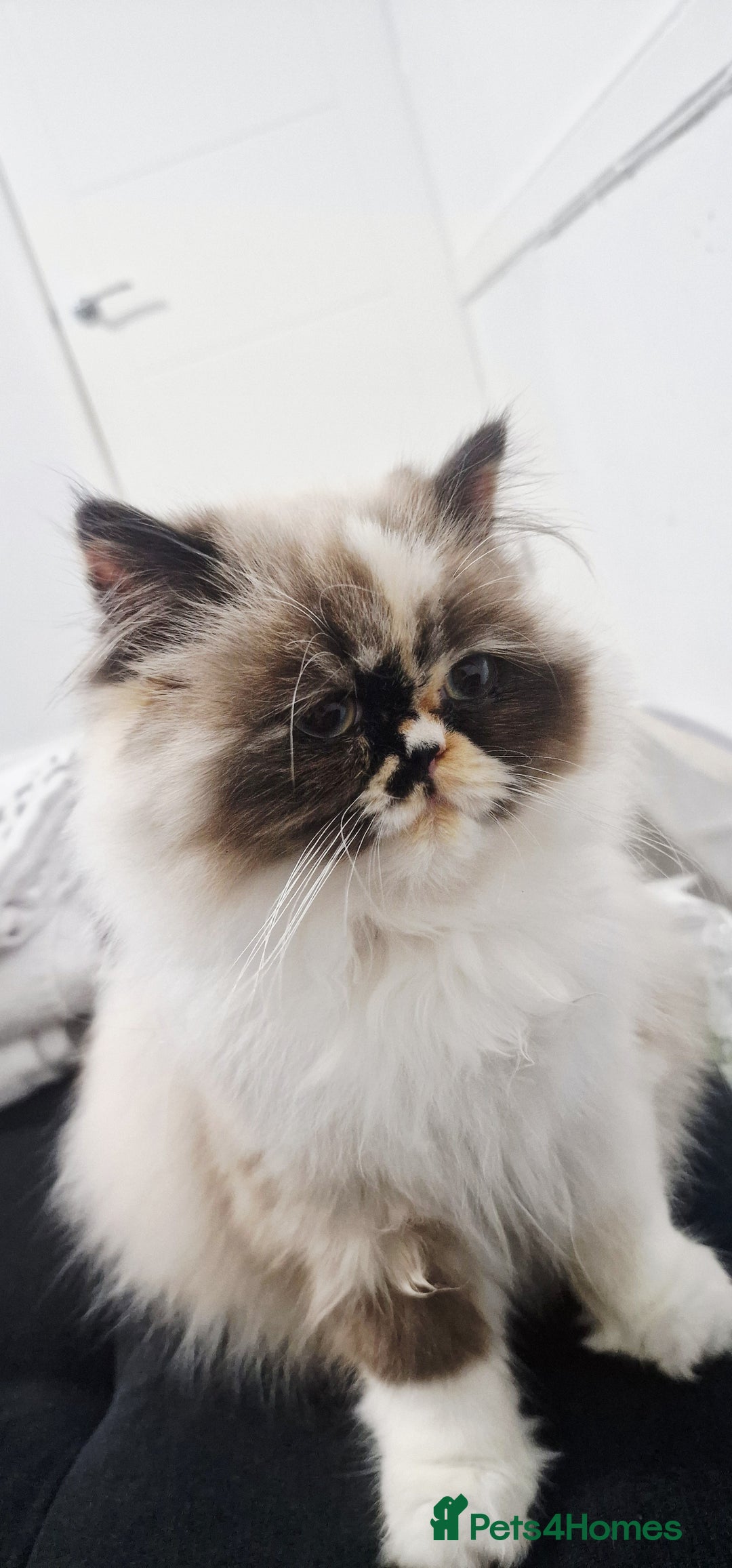 Persian cats for sale: Pure persian - Image 3