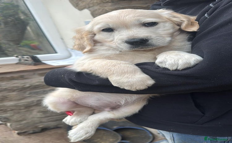 Golden Retriever dogs Fantastic litter of golden retriever puppies - Advert 5