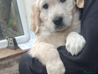 Golden Retriever dogs Fantastic litter of golden retriever puppies - Advert 7