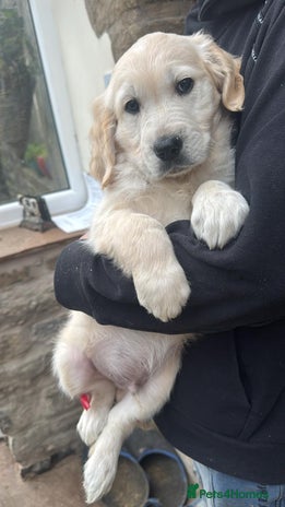 Golden Retriever dogs Fantastic litter of golden retriever puppies - Advert 5