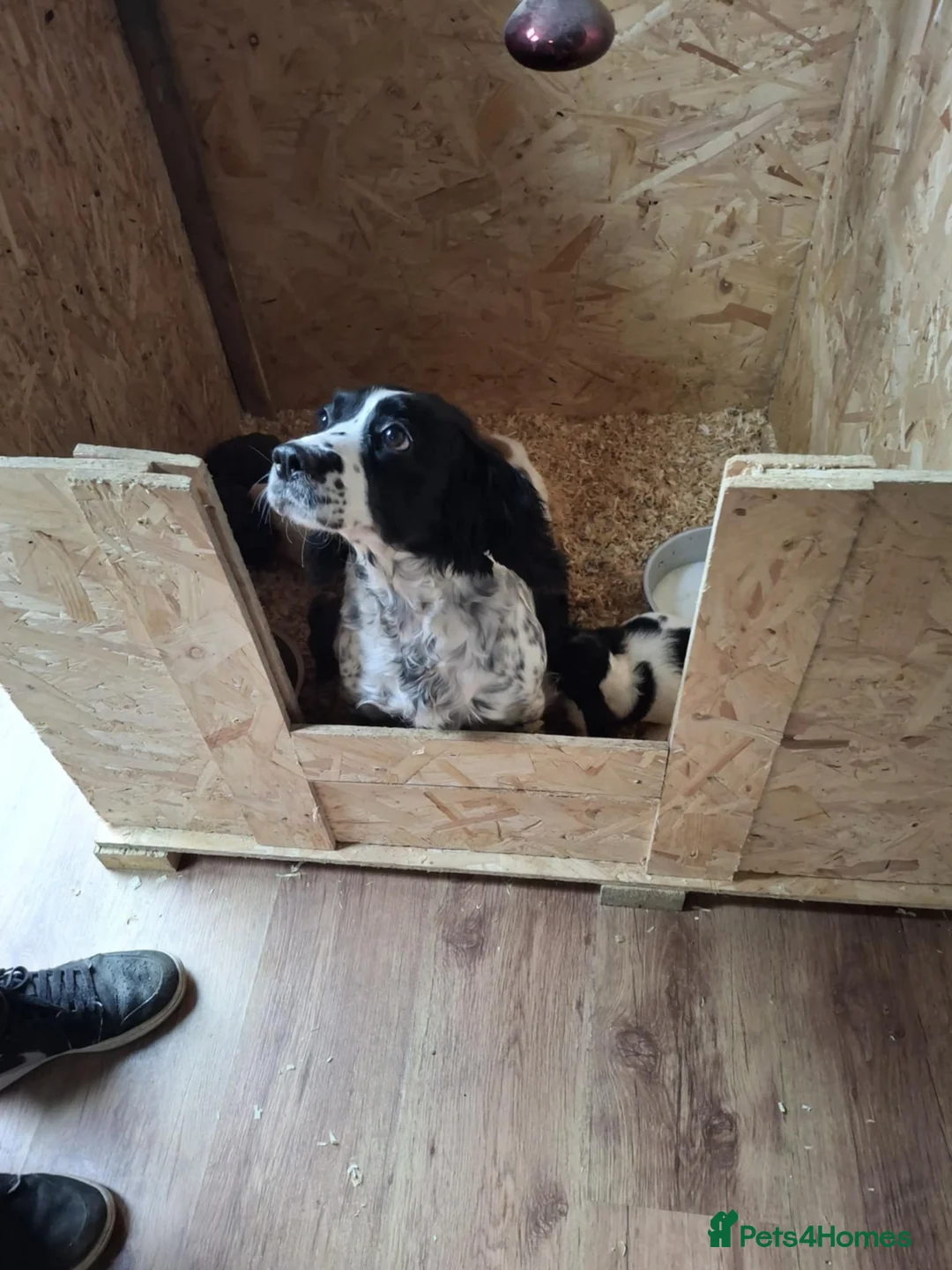 Cocker Spaniel dogs for sale: A beautiful litter of cocker spaniels  - Advert 12