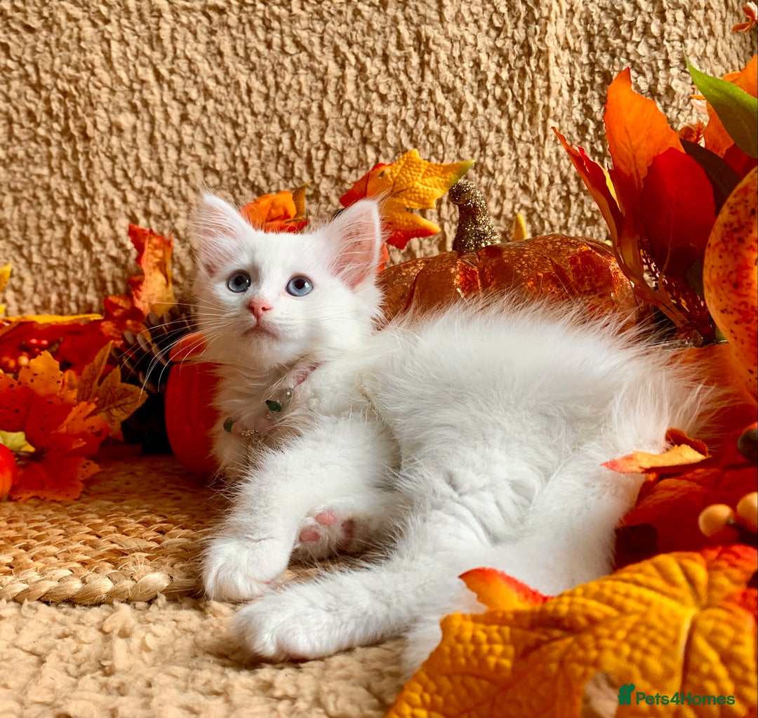 Siberian cats for sale: GORGEOUS PURE WHITE SIBERIAN KITTENS  - Image 4