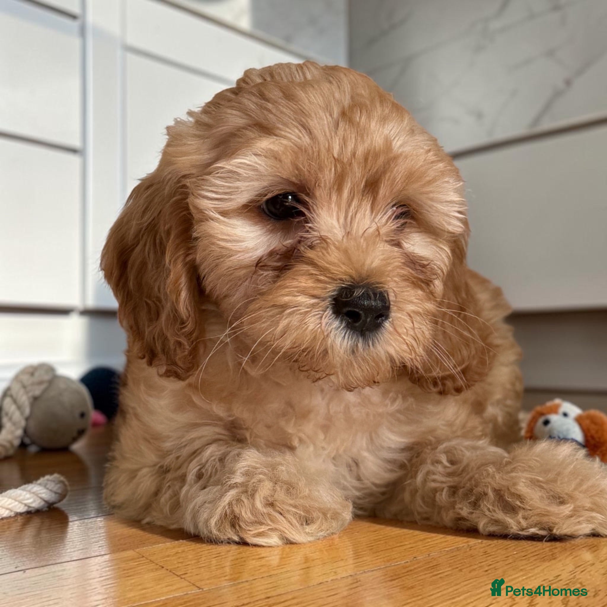 Cockapoo dogs Ready to go! Beautiful F1 pups hlth tested parents - Advert 6