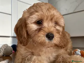 Cockapoo dogs Ready to go! Beautiful F1 pups hlth tested parents - Advert 6