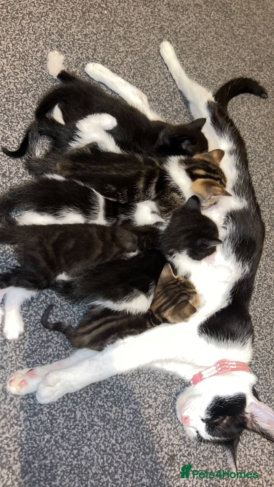 Mixed Breed cats Gorgeous kittens for sale  - Advert 1