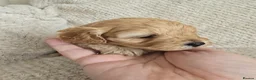 Cavapoo dogs for sale: Beautiful F1 Cavapoo Girls - Advert 9
