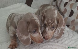 Miniature Dachshund dogs for sale: Adorable KC registered mini dachsund pups - Image 13