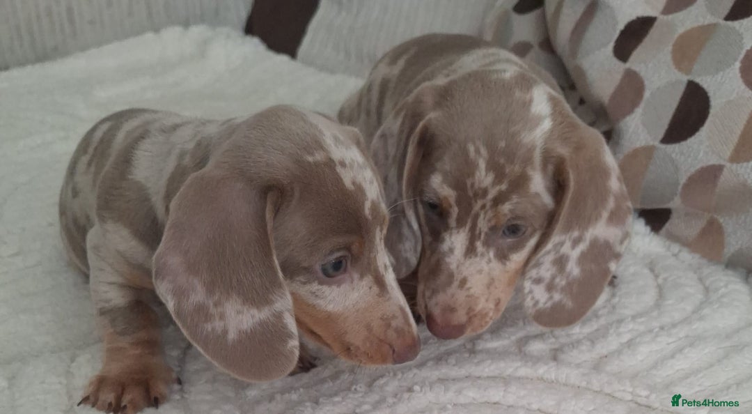 Miniature Dachshund dogs for sale: Adorable KC registered mini dachsund pups - Image 13