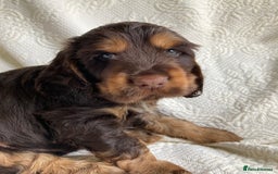 Cocker Spaniel dogs for sale: Show Cocker Pups - ask about our next litter - Image 7