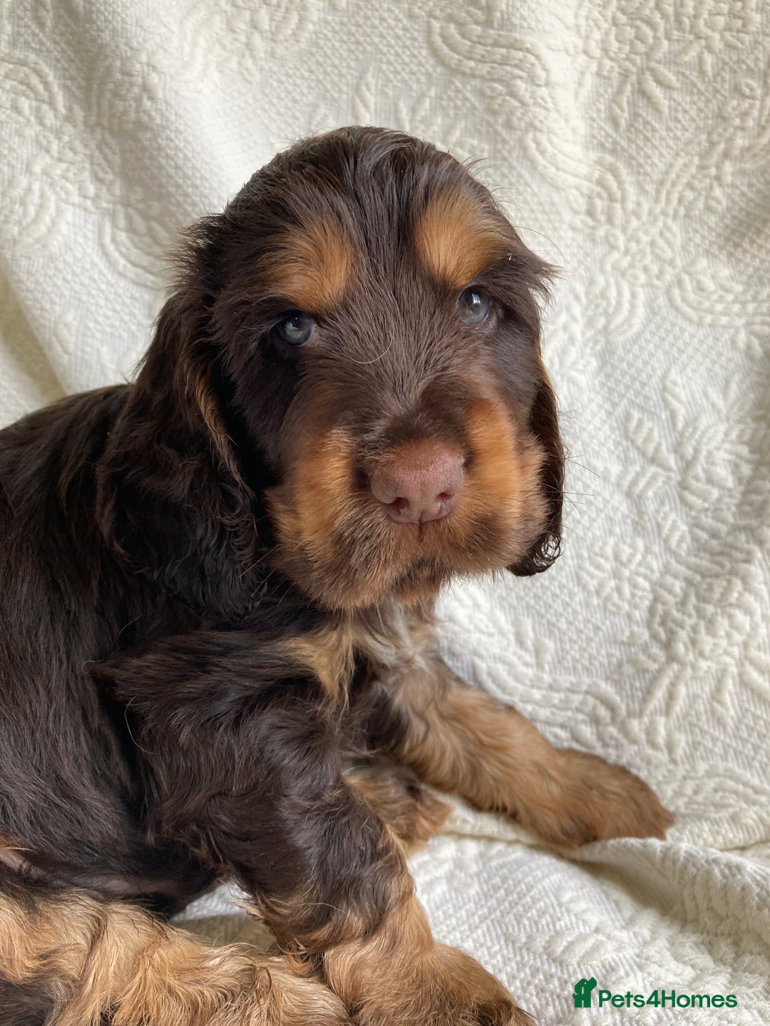Cocker Spaniel dogs for sale: Show Cocker Pups - ask about our next litter - Image 7