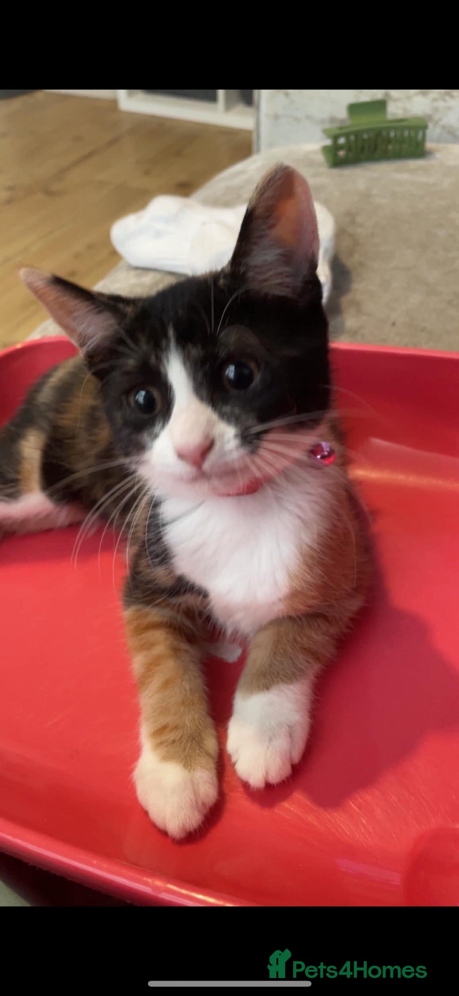 Mixed Breed cats 2 female kittens  - Advert 2