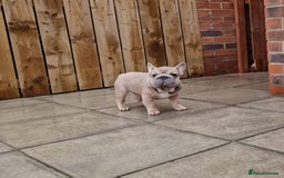 French Bulldog dogs for stud: TEDDY STUD BOY  - Image 2