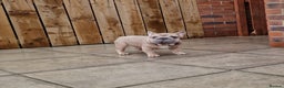 French Bulldog dogs for stud: TEDDY STUD BOY  - Advert 2