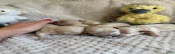 Maltipoo dogs for sale: F1 Maltipoo Puppies - Advert 7
