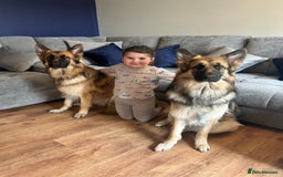 German Shepherd dogs for sale: Beautiful brothers  - Image 6