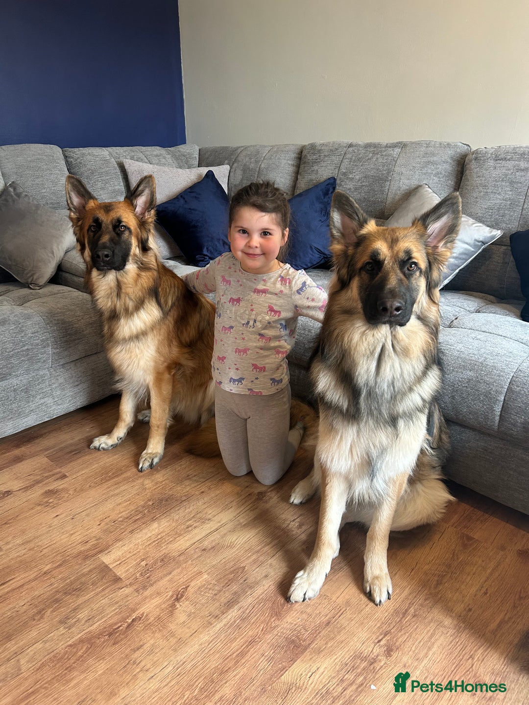 German Shepherd dogs for sale: Beautiful brothers  - Image 6