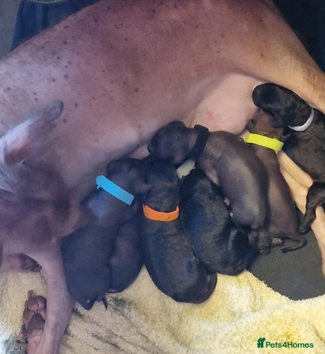 Mexican Hairless dogs for sale: 1 mini girl naked 1400 - Advert 12